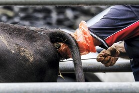 Management: is delaying breeding an option?