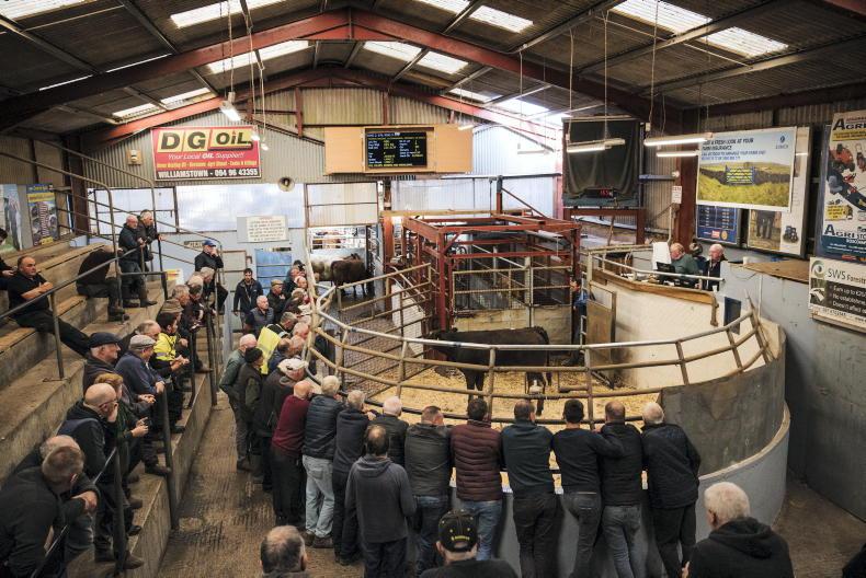 Watch: beef calves dominate Castlerea weekly calf sale
