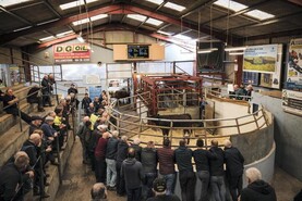 Watch: beef calves dominate Castlerea weekly calf sale