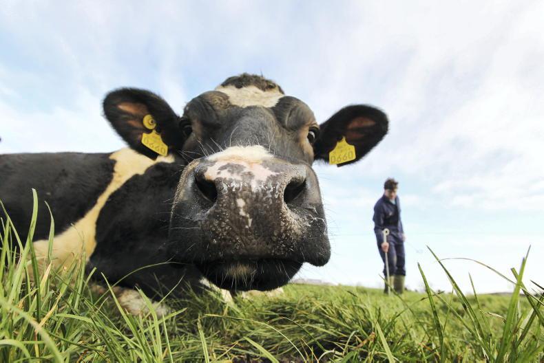 Agri jobs: farm manager wanted for 500-cow herd in Cork