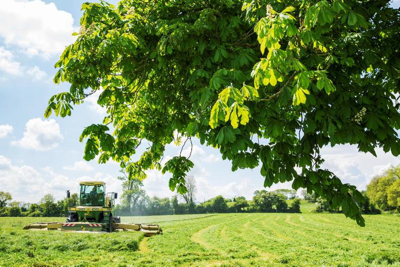 Wilting - get the basics right 