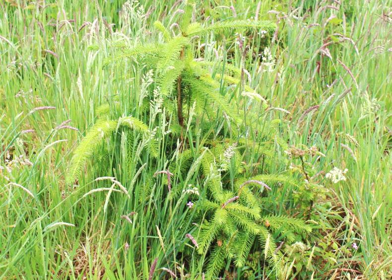 First quarter shows fall in afforestation