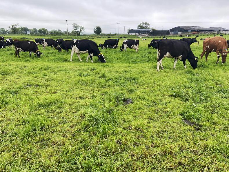 Vet’s Corner: body condition as a silent driver of breeding success