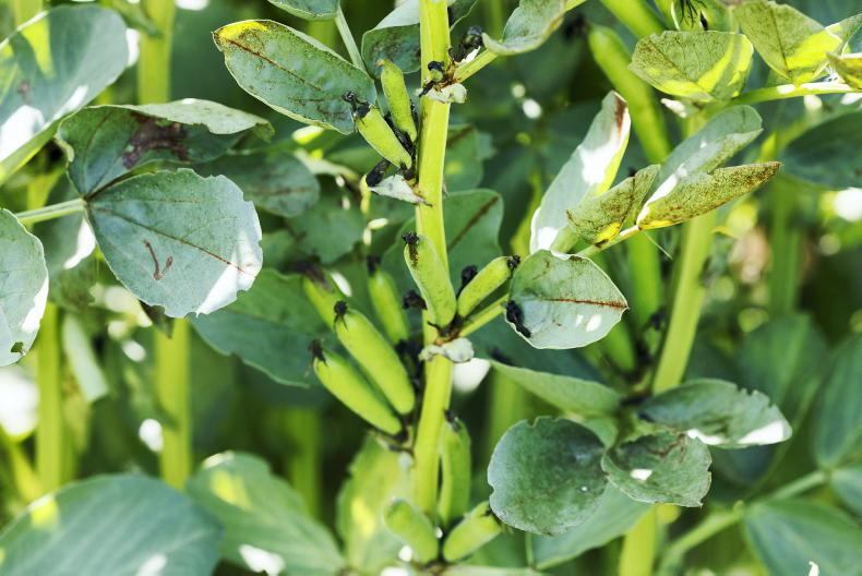 A quick guide to some crop diseases