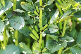Crop diseases: a quick guide