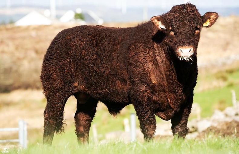 Records broken in first online Salers sale