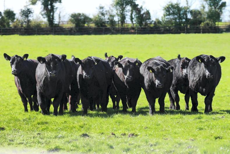 Gigginstown Angus on the verge of annual sale