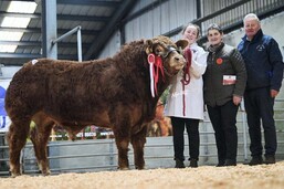 Leitrim bull crowned champion and takes top price in Gort