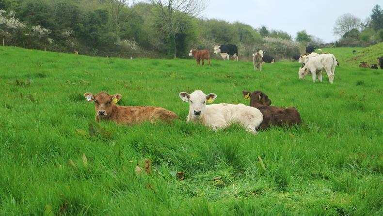 88% of cows calved in six weeks in Newford Farm