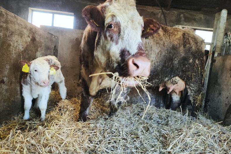 Earlier calving is a mistake this year