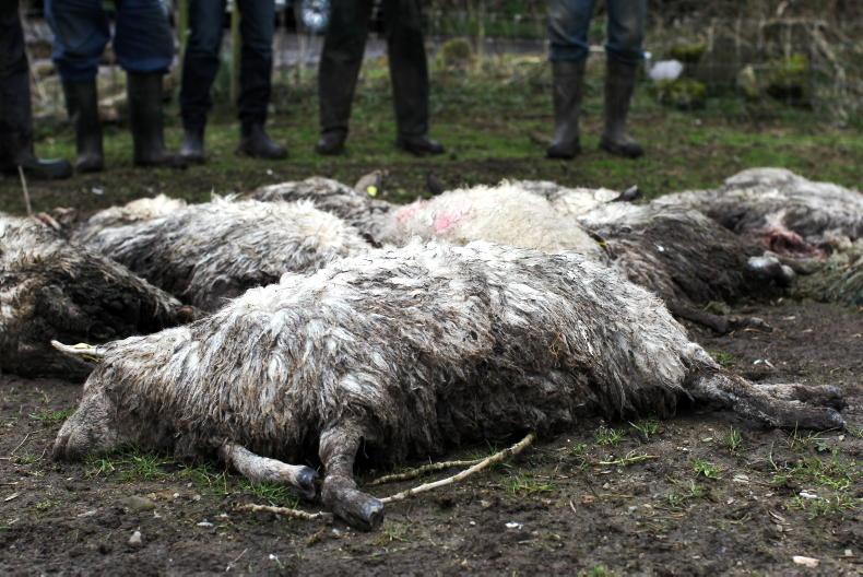 Farmer still counting cost of dog attack over a year later