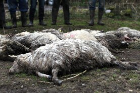 Farmer still counting cost of dog attack over a year later