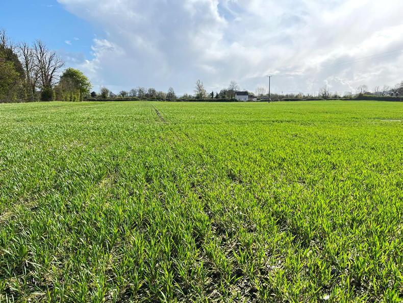 From the Tramlines: oilseed rape in flower as sowing stalled