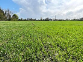 From the Tramlines: oilseed rape in flower as sowing stalled