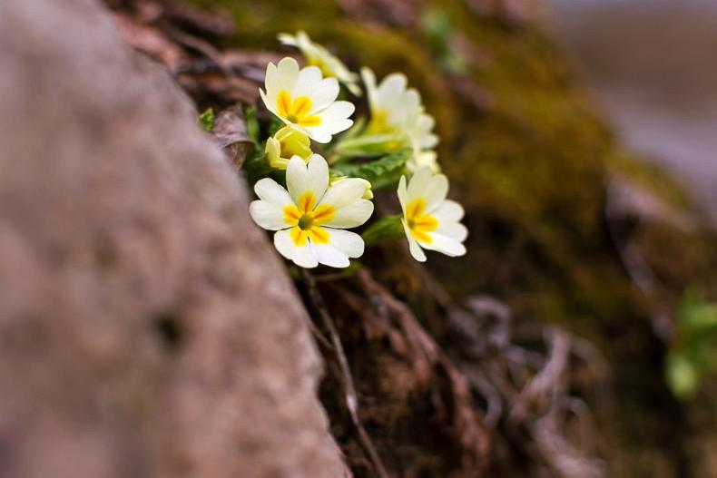 Gardening with Paul: prim and proper native Irish flora 