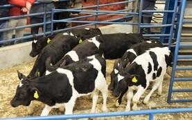 Camera at the Mart: shippers step up a gear in Dungarvan