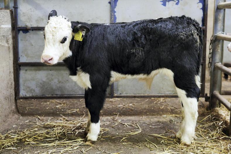 Camera at the Mart: exporters dominate calf trade in Kilmallock