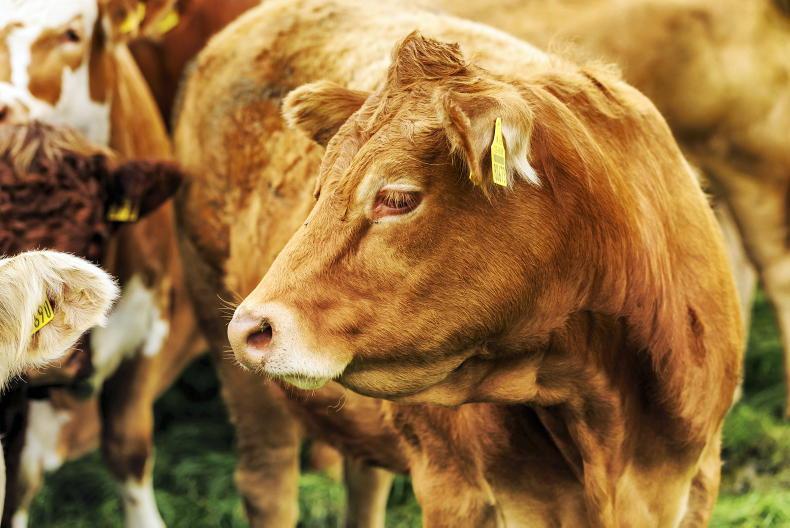 Irish beef displaced in UK market