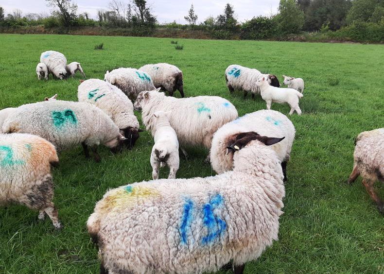 Nematodirus egg hatching has already peaked