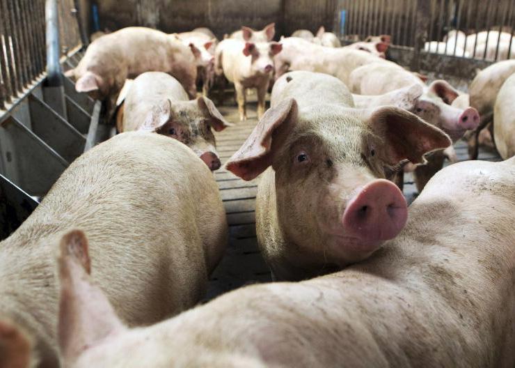 Volatility is normal for pig producers