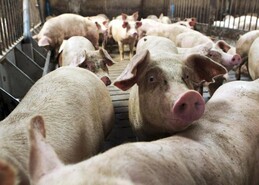 Volatility is normal for pig producers