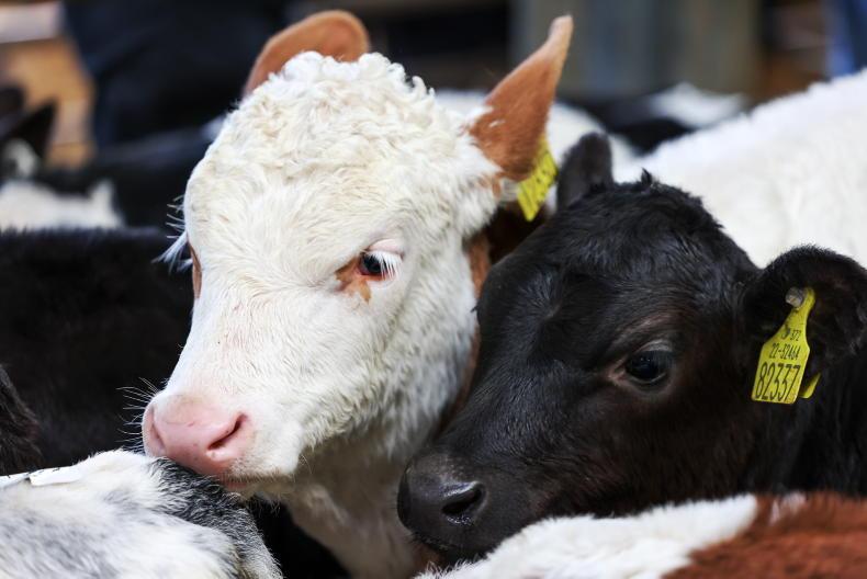 €4m National Dairy Beef Weighing Scheme opened