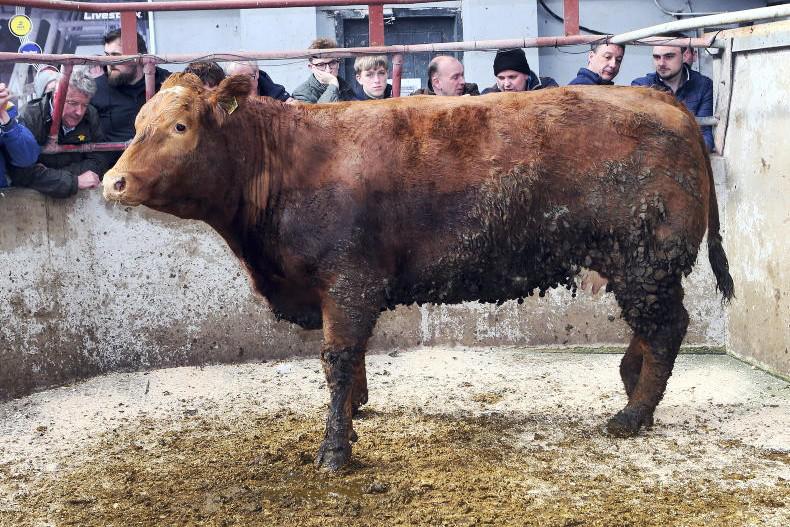 Over 1,200 cattle in demand at Clogher