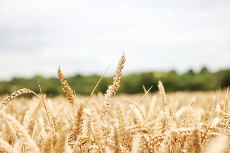 Grain Trends: markets down, but slight gains