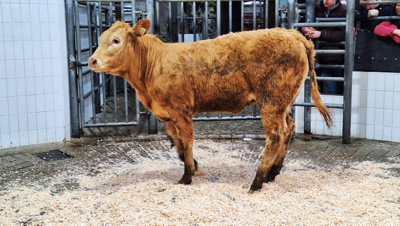 Camera at the Mart: sharp trade for heifers in Roscommon