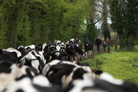 Tirlán to hold milk prices at 35c/l ex VAT until May