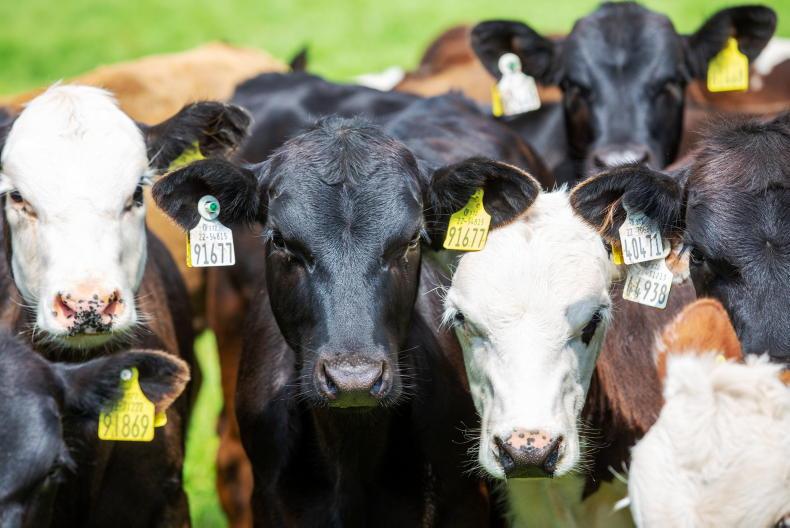 2026 dairy-beef weighing scheme opened