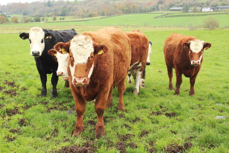 Spring reminds us grazing can be hard