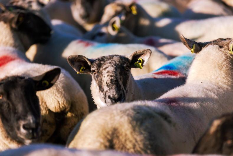 Sheep management: SWS footbathing change and haemonchus contortus threat