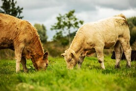 TB levels were falling before new testing rules   