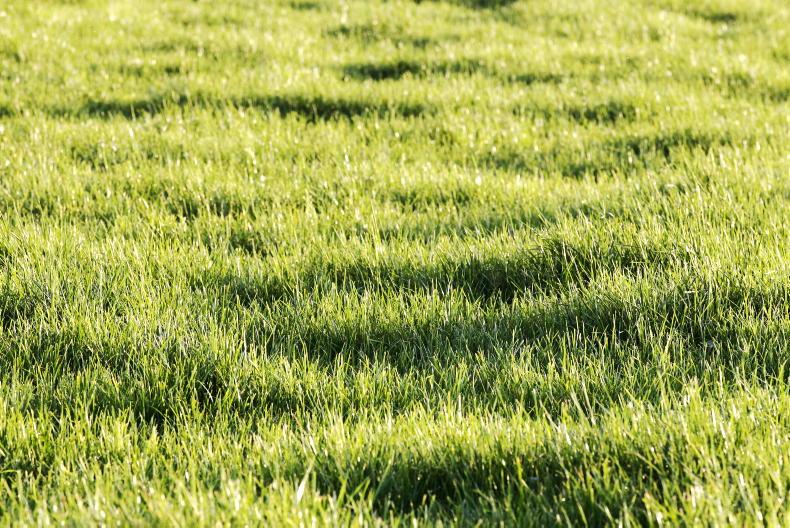 Grass+ Beef: second round delayed while regrowth still low