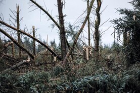 €55m scheme opens for storm-damaged forests