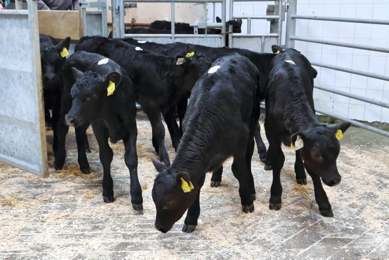 Camera at the Mart: almost 1,250 Angus-cross calves on offer in Bandon