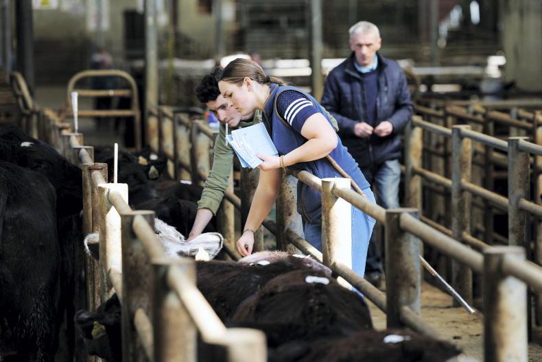 Camera at the Mart: sharper demand for lighter cattle in the Kingdom
