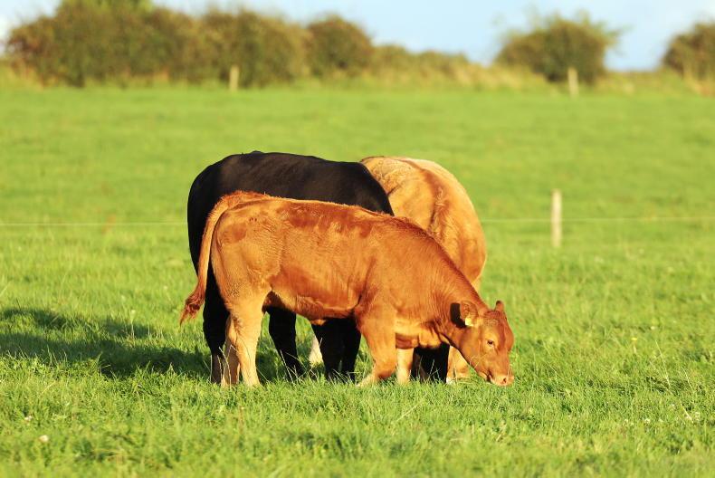 Beef management: Stocking rates, breeding and weed control.