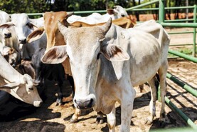 Has Brazilian beef production peaked?