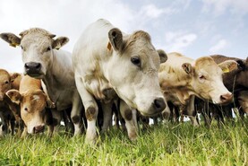 Beef kill from CFUs down 21,000 head in Q1 of 2026