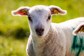 Breeding has begun on Tullamore Farm with 39 heifers served