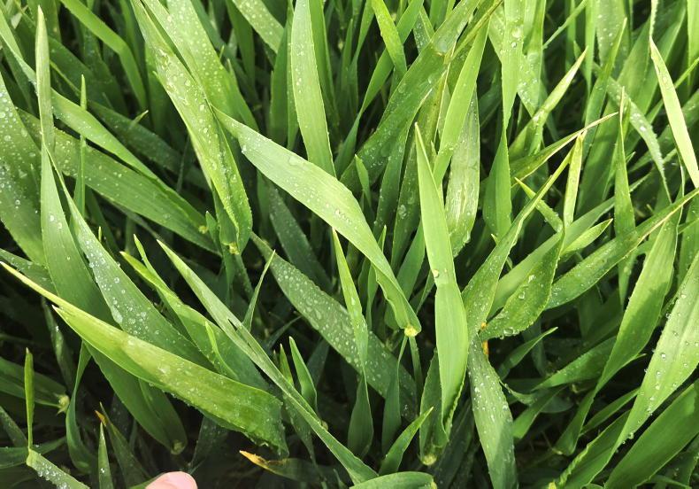 Winter barley pushing on for growth regulator and fungicides