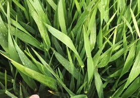 Winter barley pushing on for growth regulator and fungicides