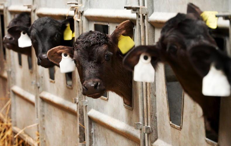 Get more heifers in-calf, earlier – with synchronisation and fixed-time AI
