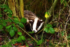 €6m announced for new badger biosecurity scheme under TB changes
