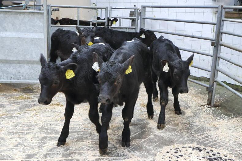 Calf price update: heifer calf prices taking a hit