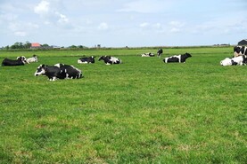 Cow reduction scheme being offered in the Netherlands