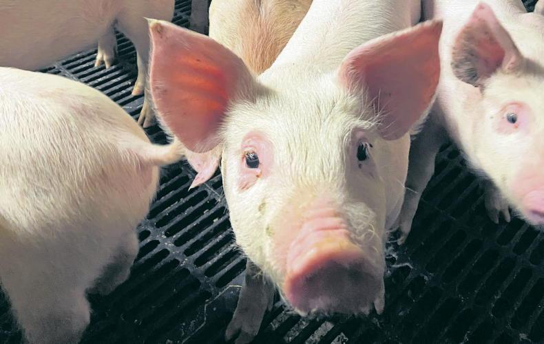 MSD: Healthy foundations for life