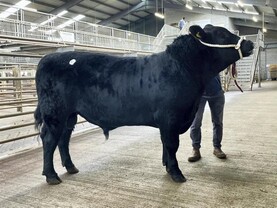 Mixed trade for bulls at Kilkenny April sale